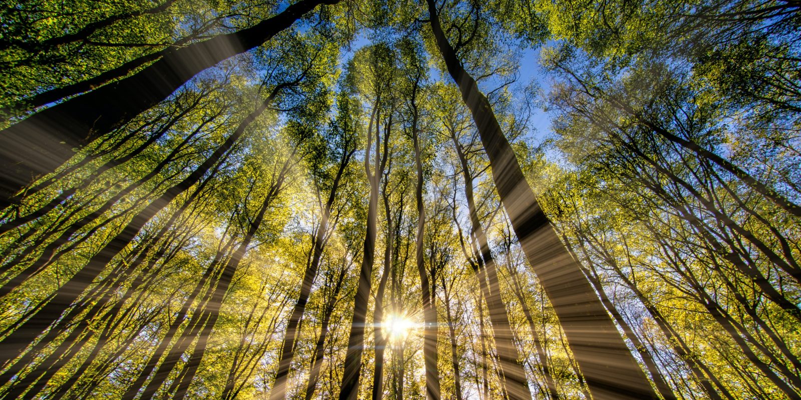 Sonnenstrahlen im Wald