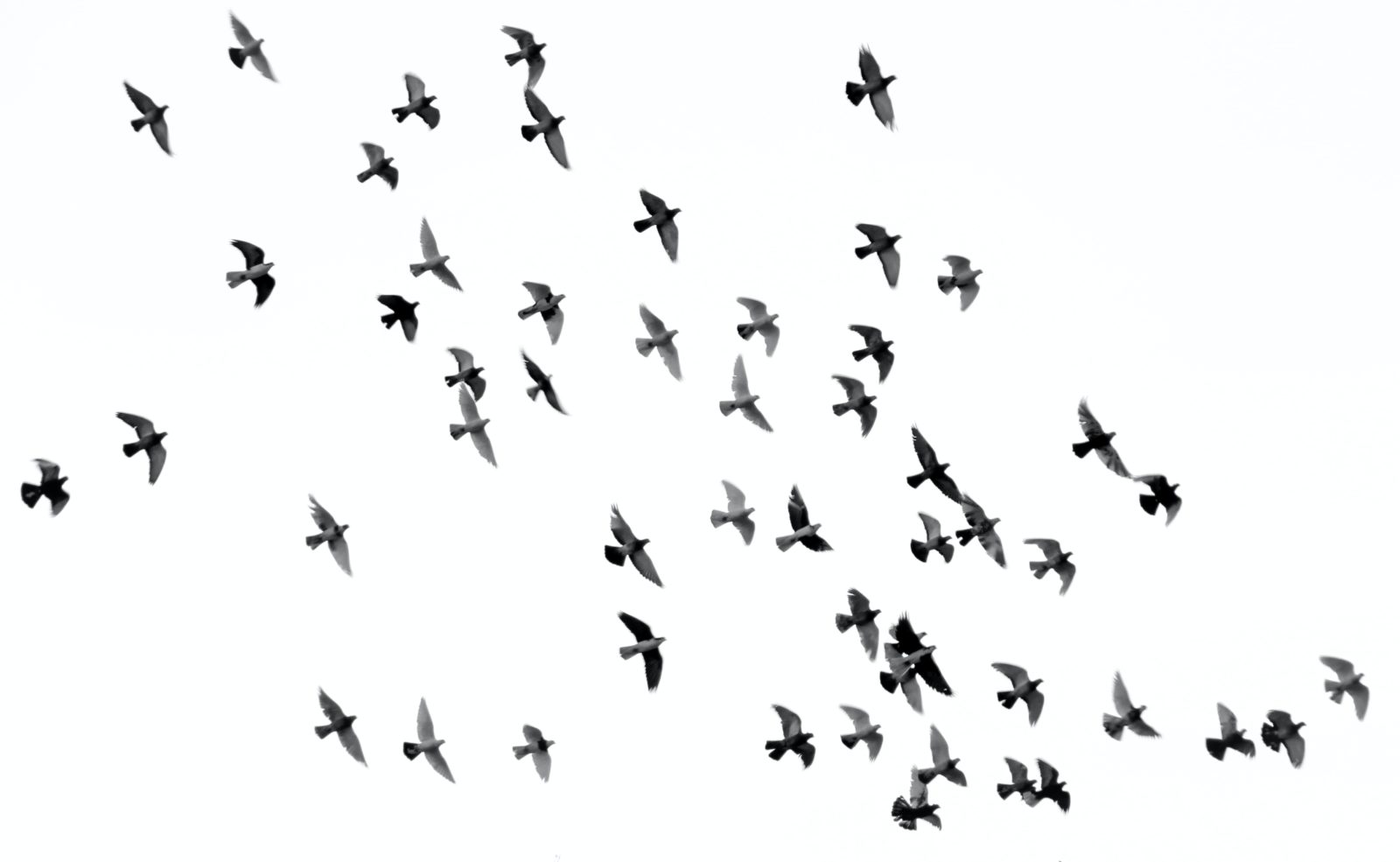 Vögel fliegen am Himmel