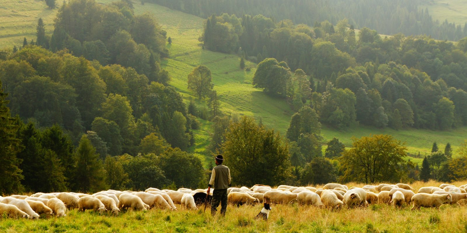 Schäfer mit Schafherde