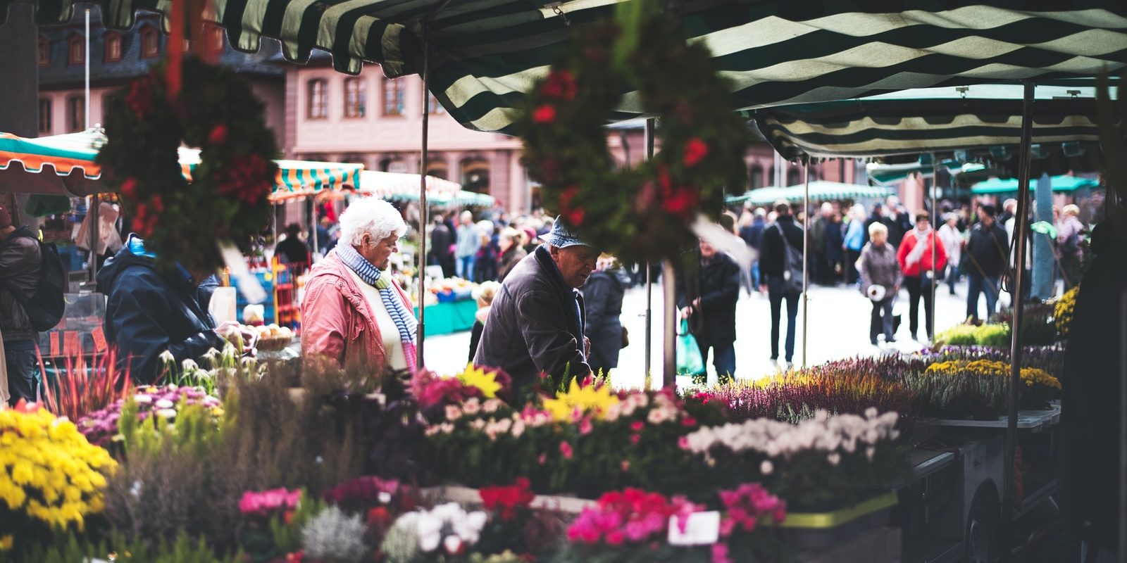 people picking flowers