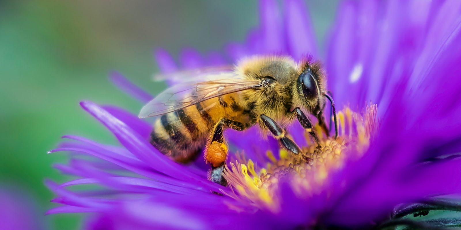 honeybee perched on purple flower in close up photography during daytime