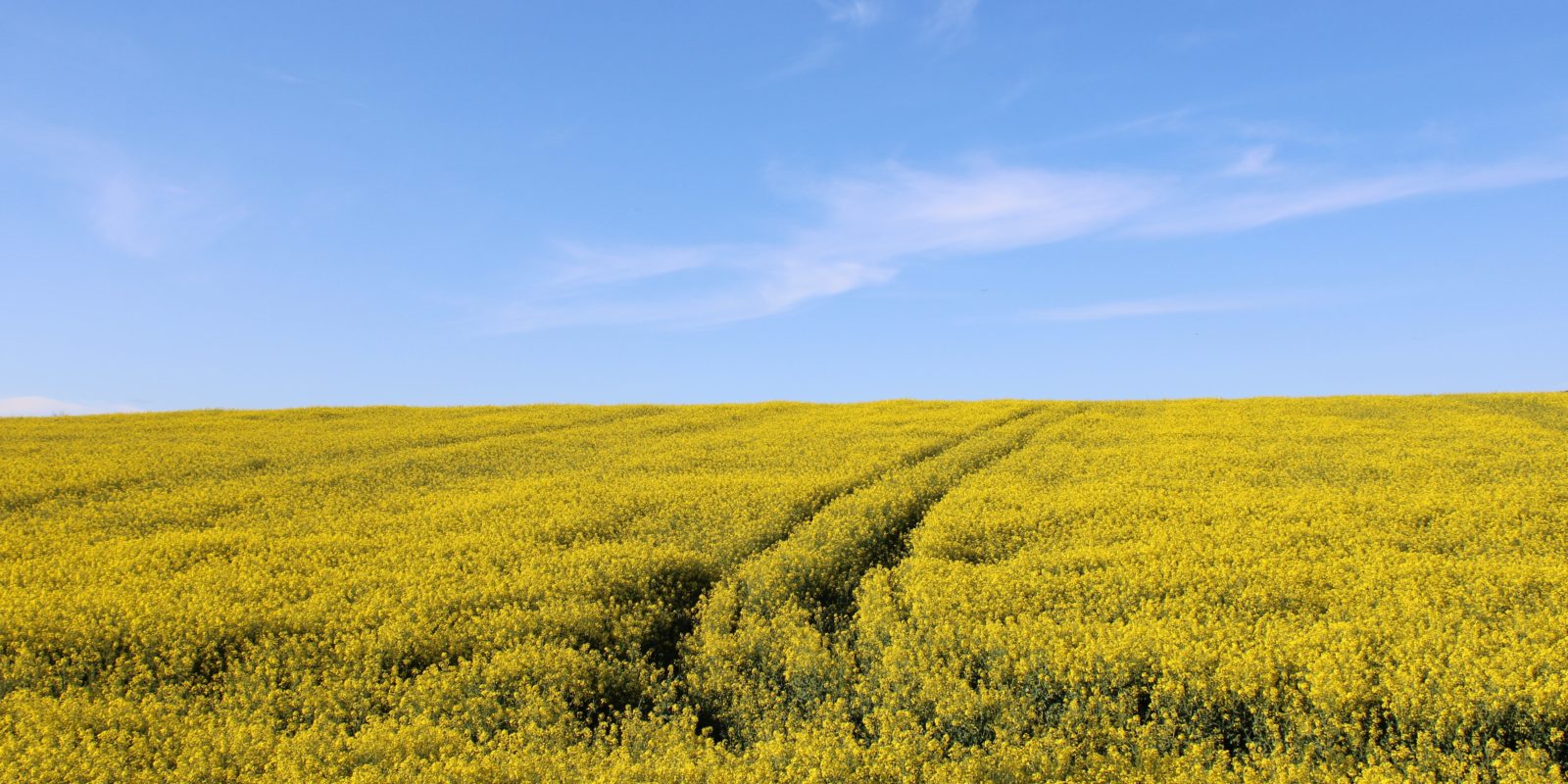 Rapsfeld mit blauem Himmel