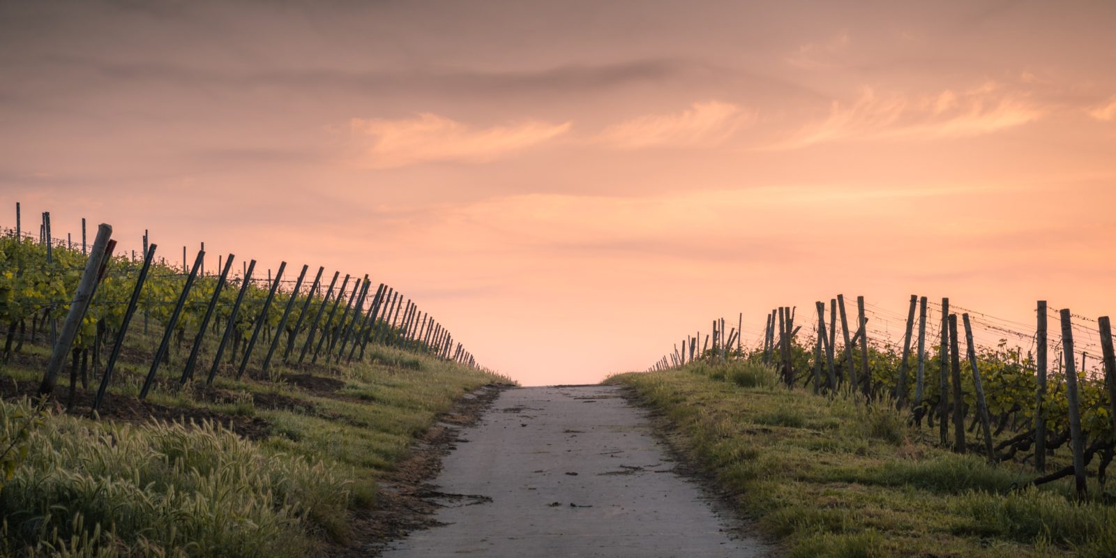 Ein Weg durch Weinberge