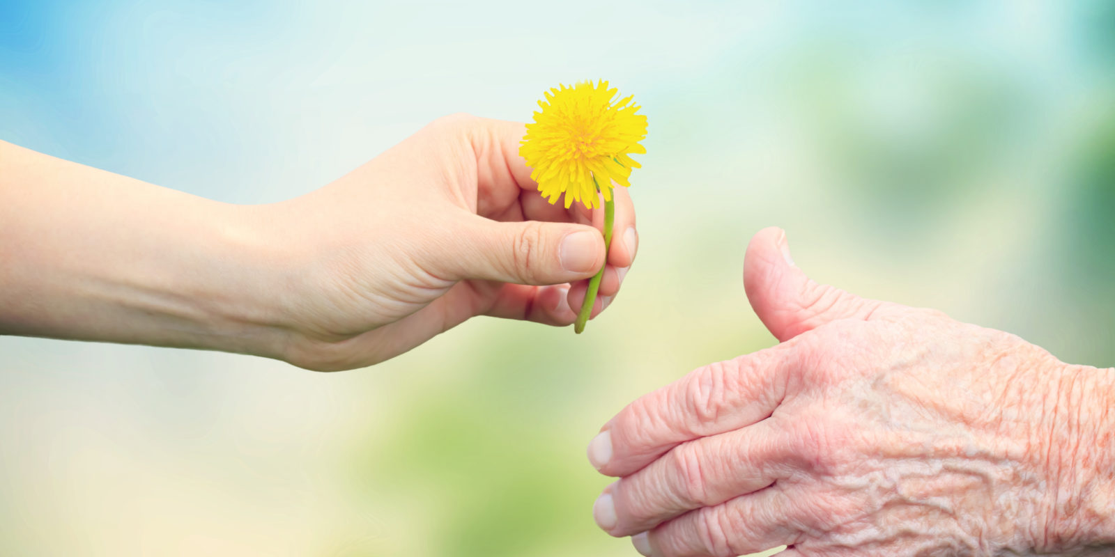 Hände reichen eine Blume