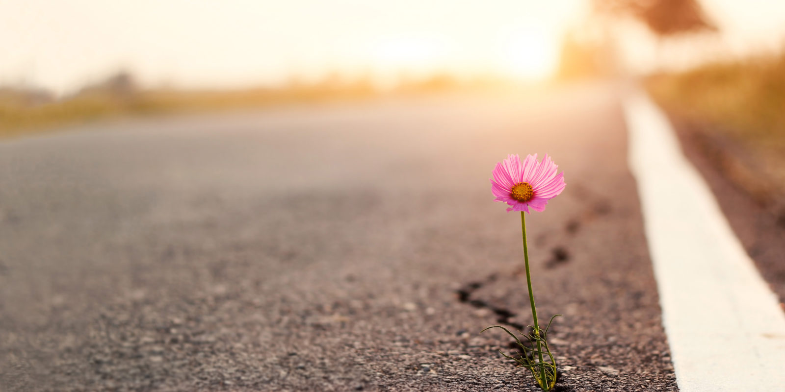 Blume auf einer Straße