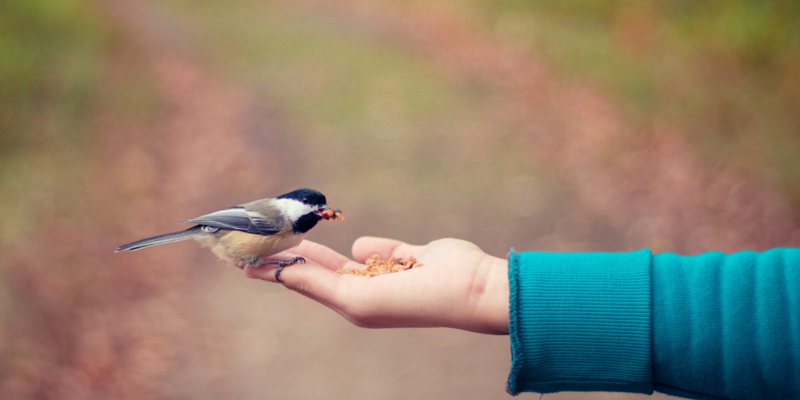 Vogel frisst aus der Hand