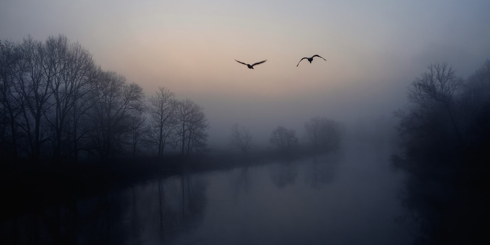 two black birds flying near lake and trees