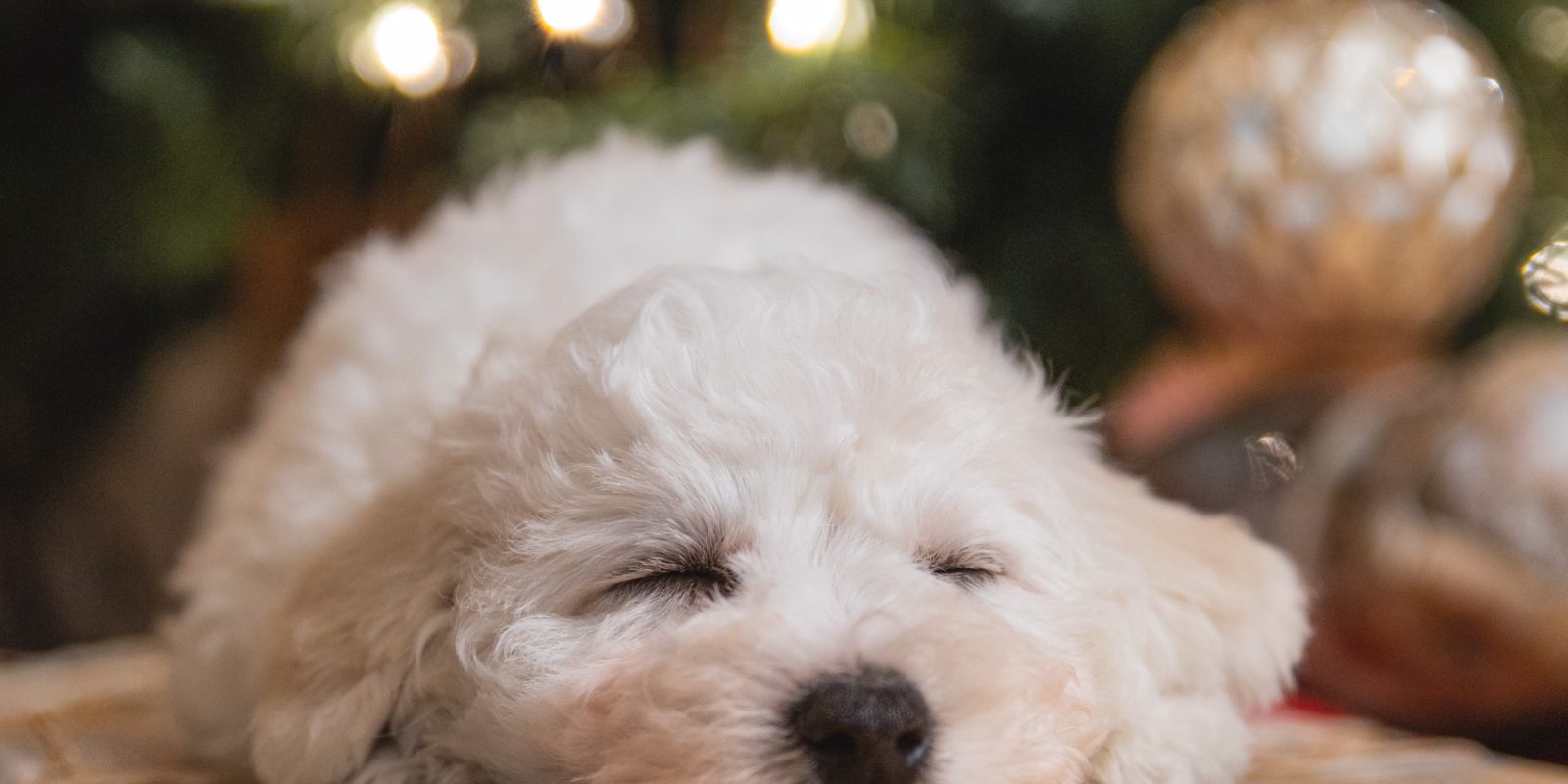 Ein weißer Hund liegt auf einem GEschenk, dahinter ein hell erleuchteter Weihnachtsbaum