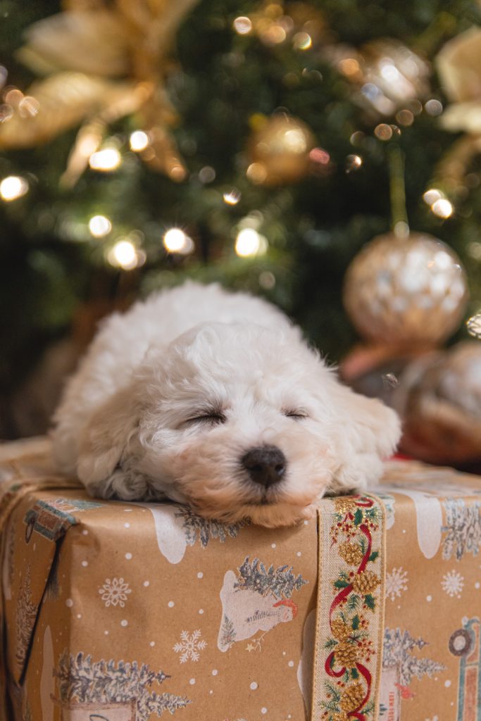 Ein weißer Hund liegt auf einem GEschenk, dahinter ein hell erleuchteter Weihnachtsbaum