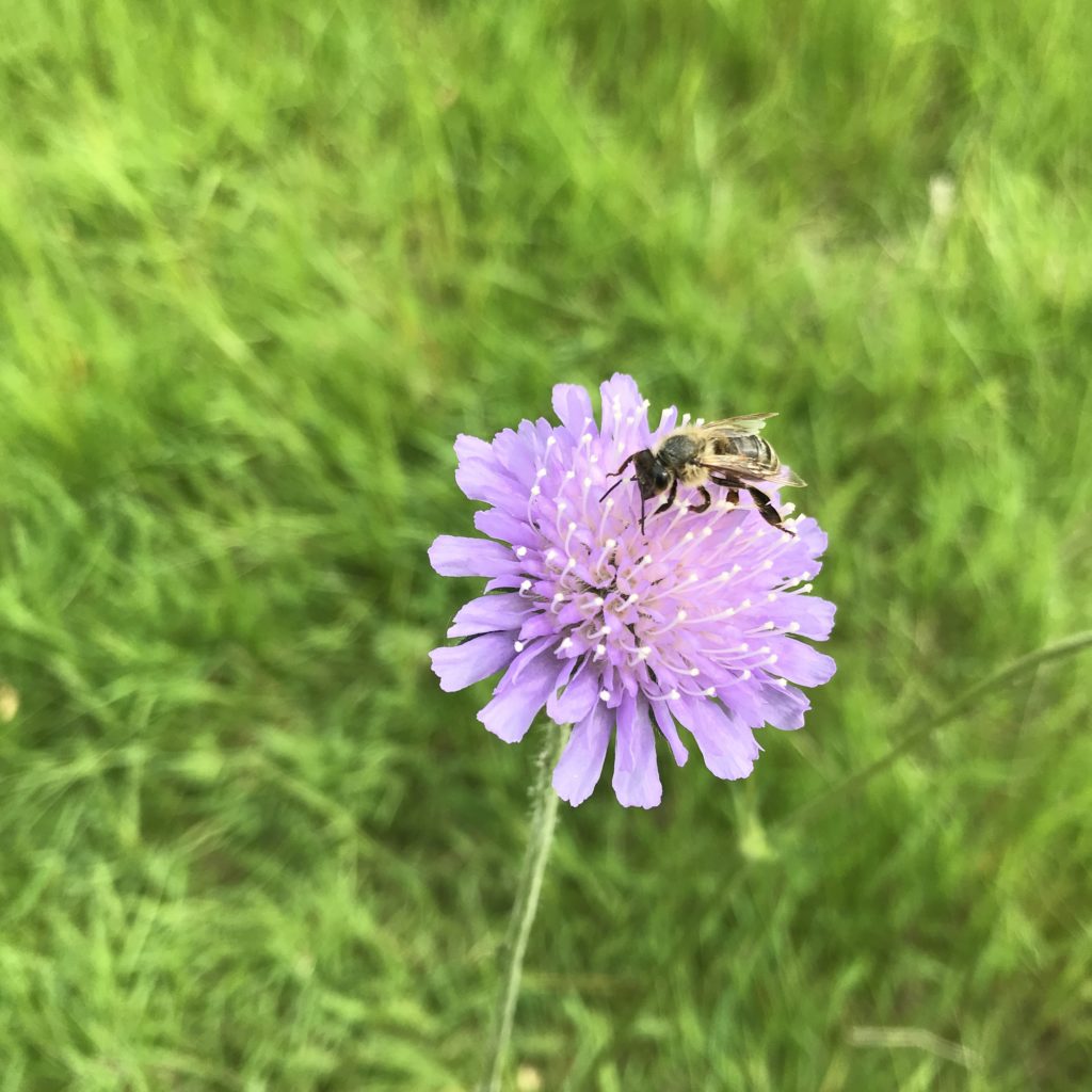 Biene auf Blume