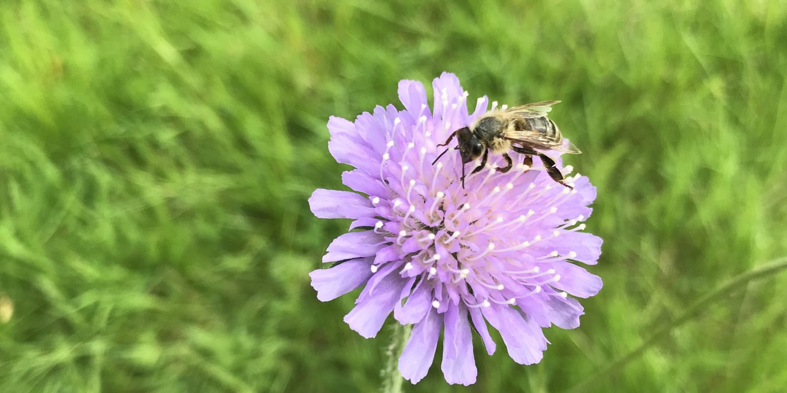 Biene auf Blume