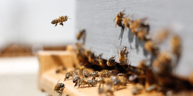 Das Summen der Bienen