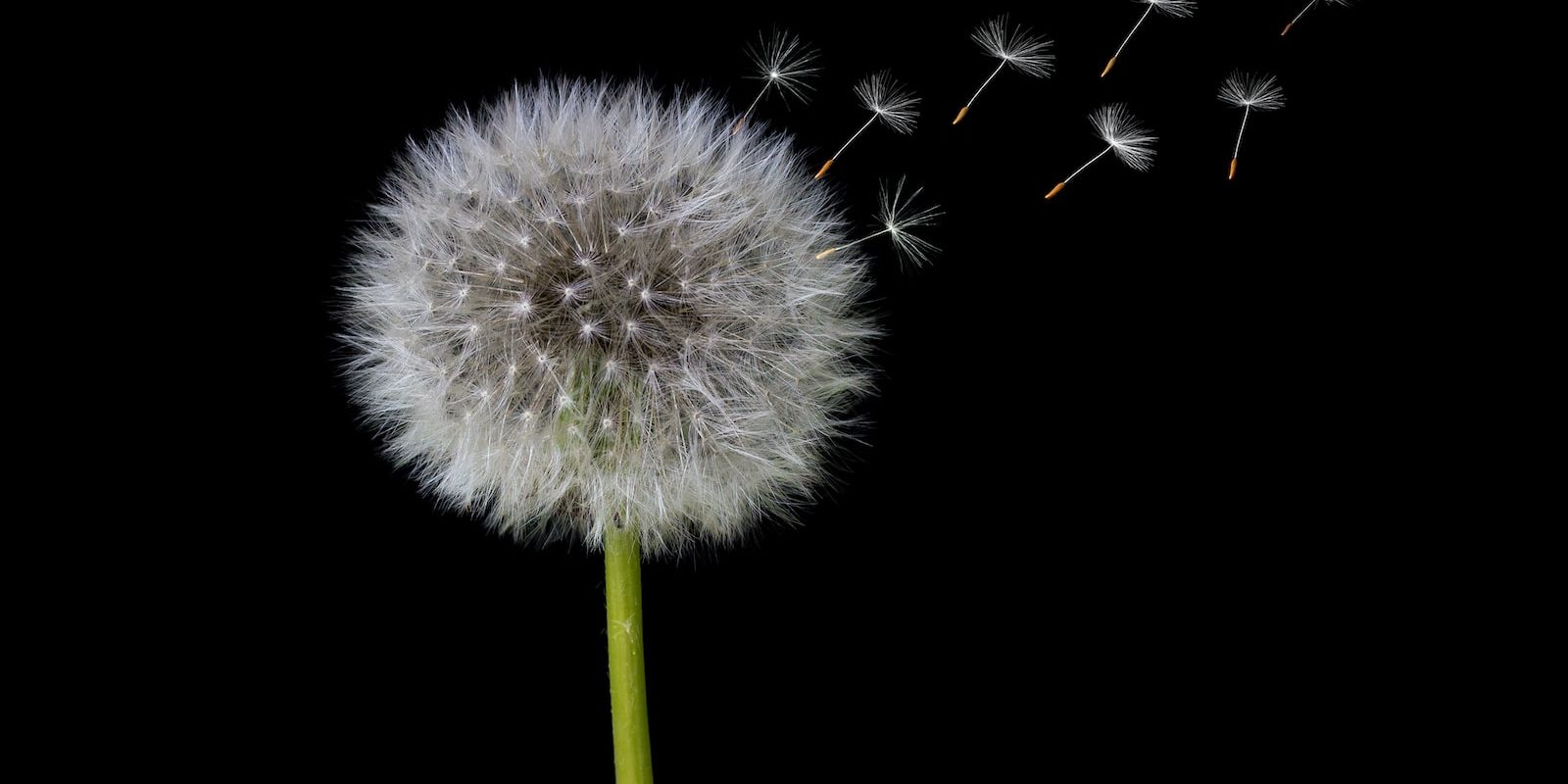 white dandelion