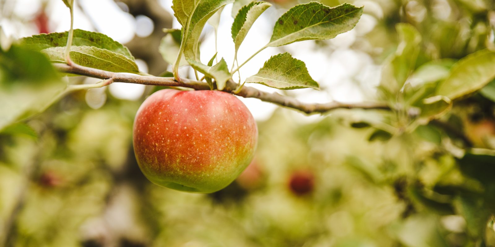 Apfel am Baum