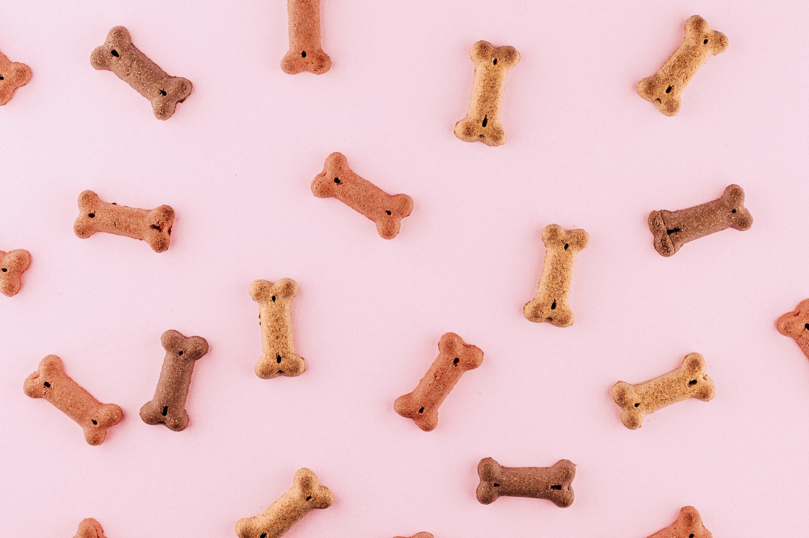 Hundeknochen auf rosa Grund
