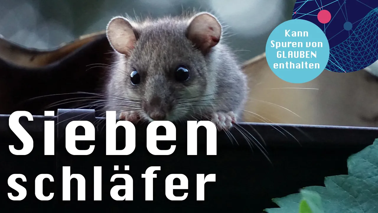 Siebenschläfer kann Spuren von Glauben enthalten