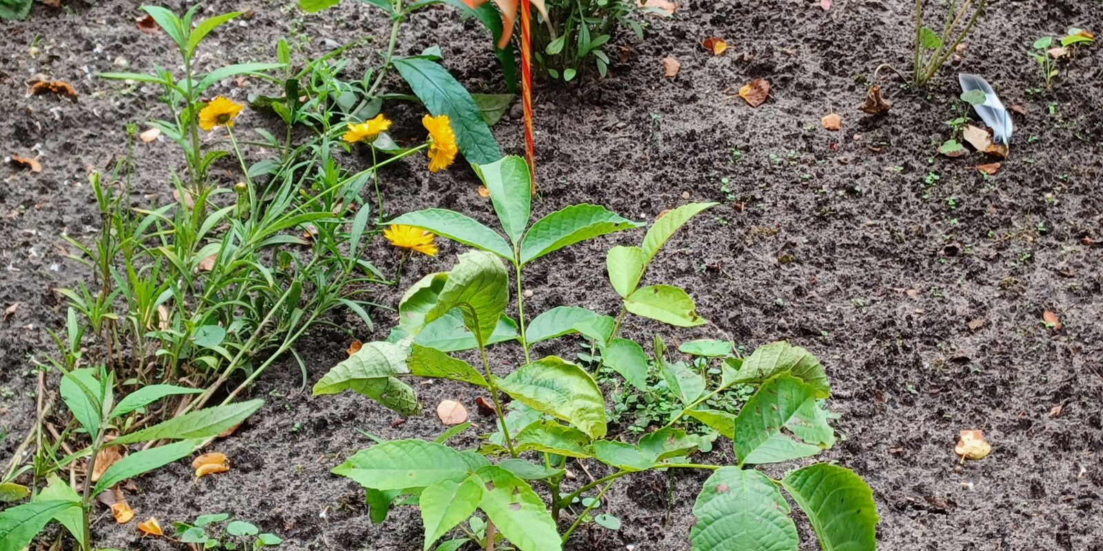 ein kleiner Walnussbaum im Garten