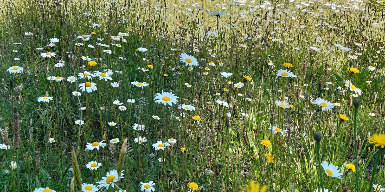 Es summt und brummt rund um die Kirchtürme