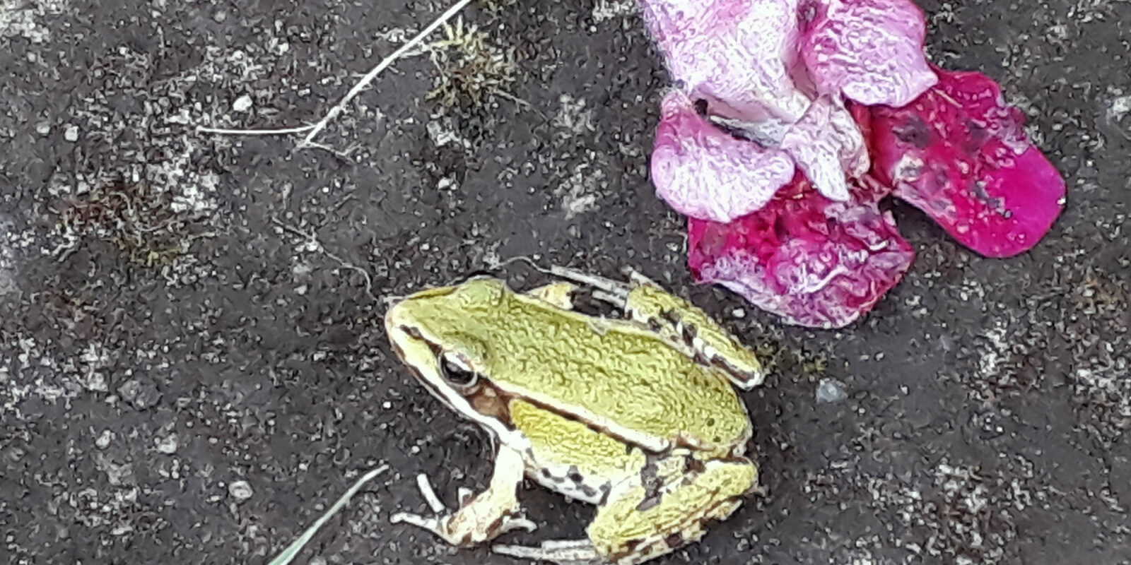 Frosch