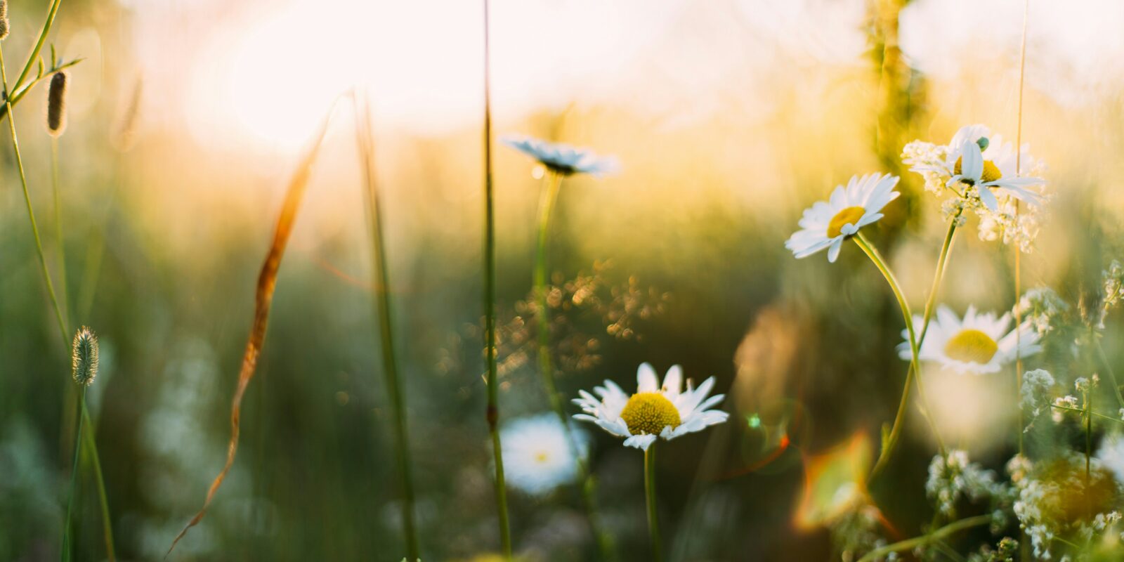 Frühling, Blumen