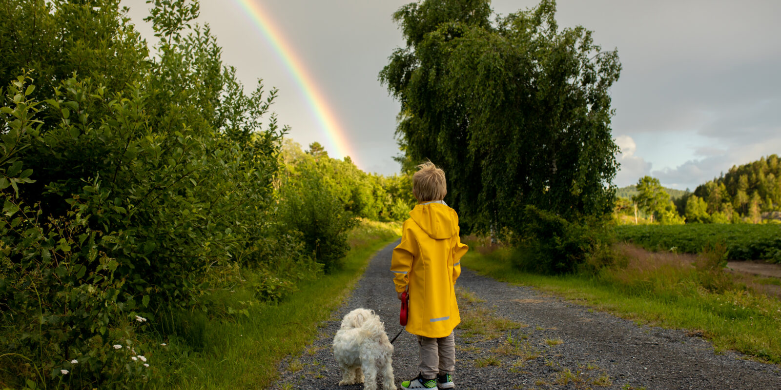 Little child with yellow raincoat and maltese dog, walking on a path, rainbow in front of him, Norway nature