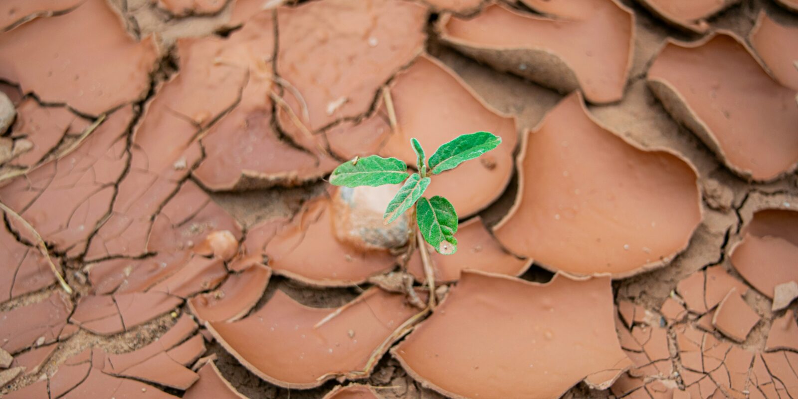 Scherben mit einer kleiner grüner Pflanze