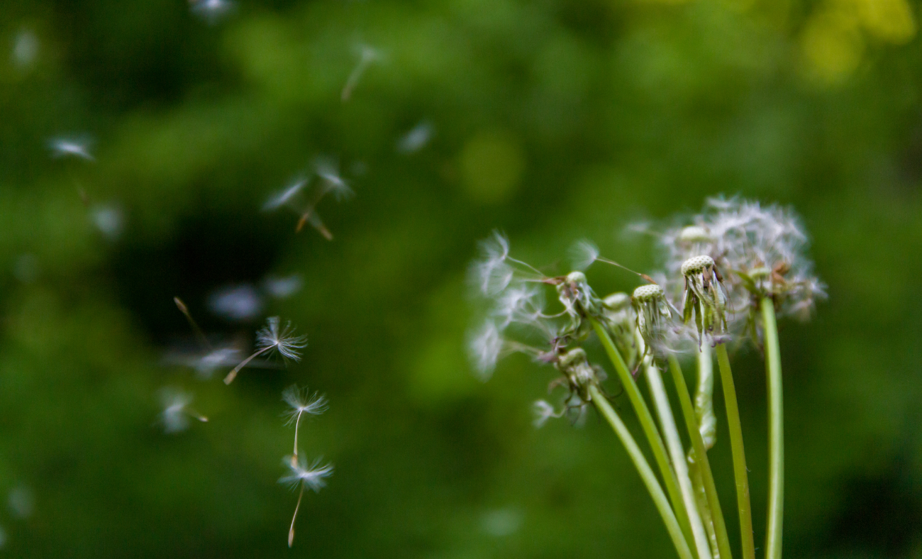 Verblühte Löwenzahnblüten, deren Samen vom Wind verweht werden