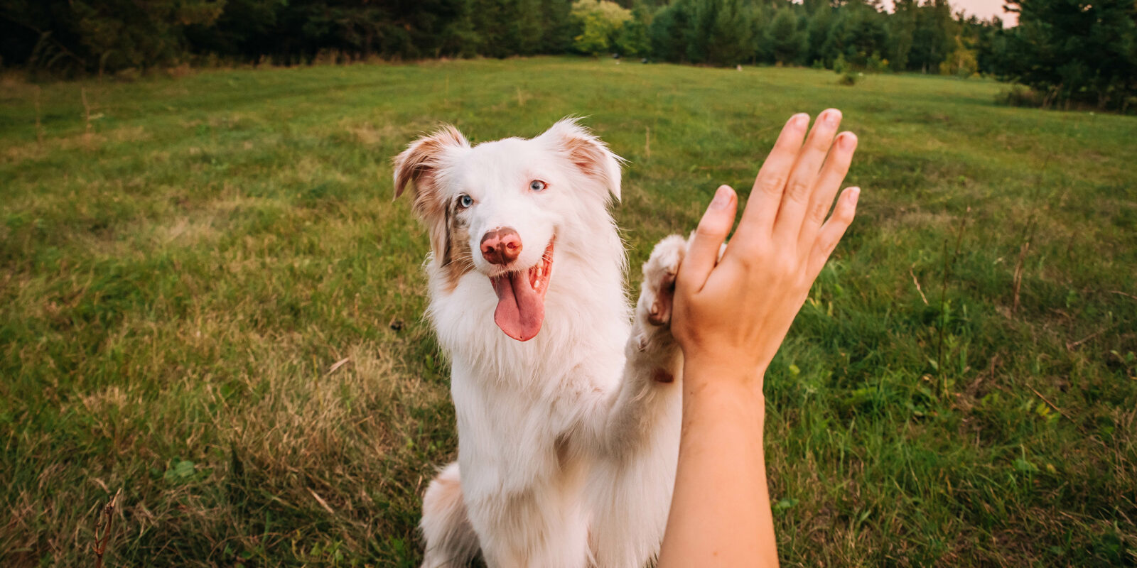Hund und Hand machen High Five
