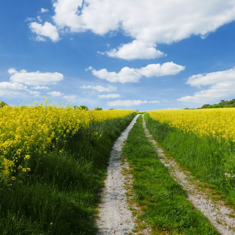 ein Weg durch ein Rapsfeld