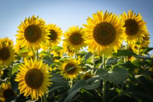 Sonnenblume