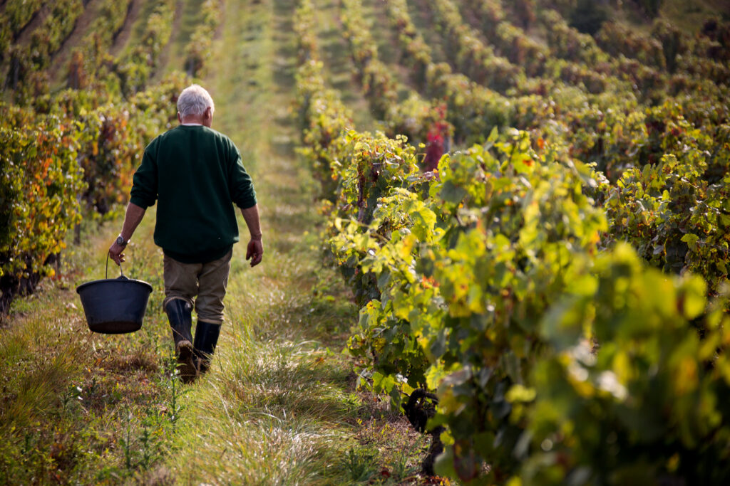 Weinberg Arbeiter mit Eimer in der Hand