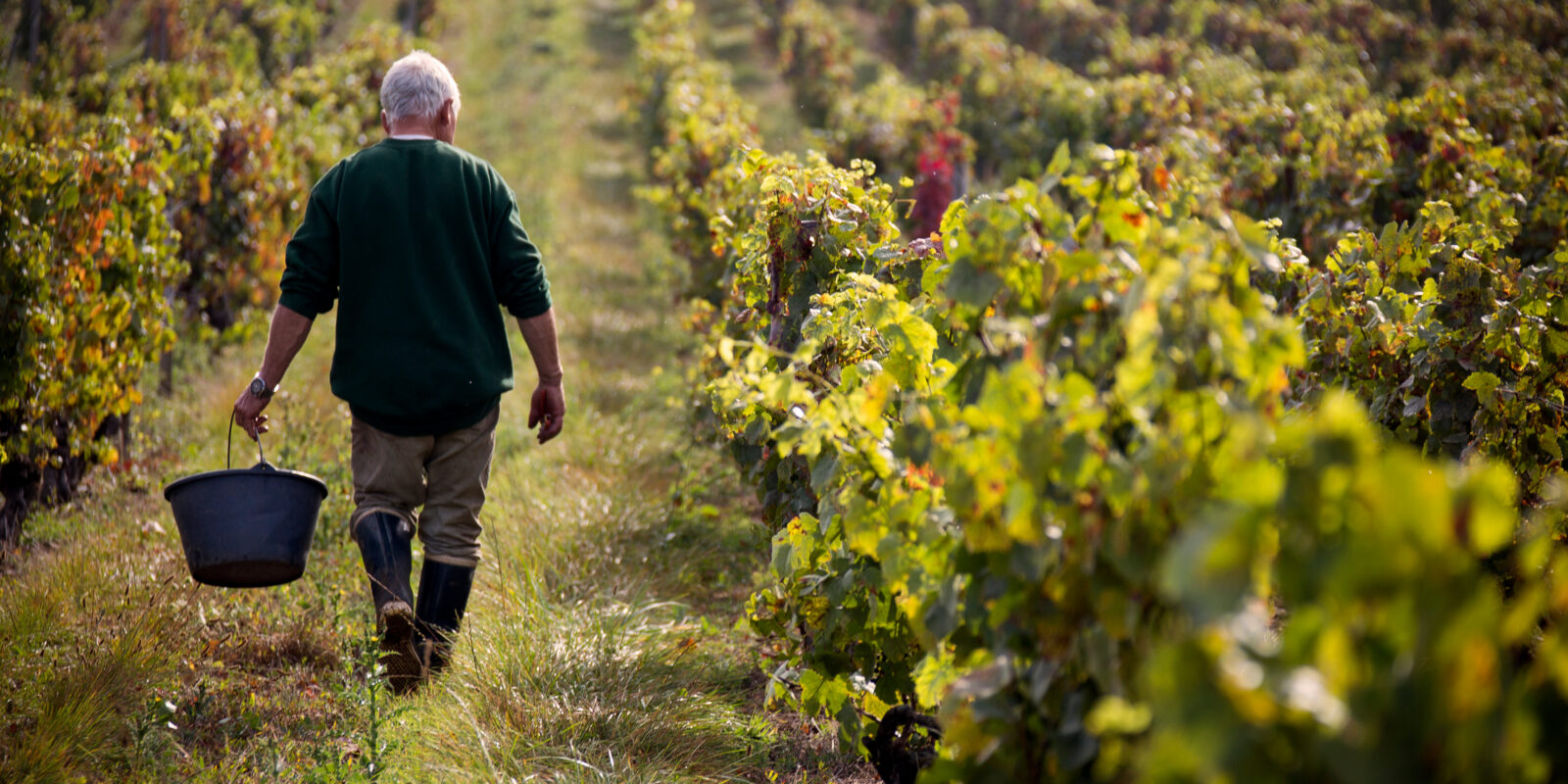 Weinberg Arbeiter mit Eimer in der Hand
