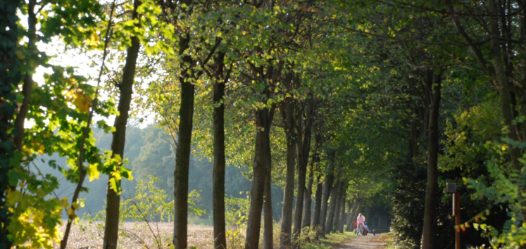 eine Allee