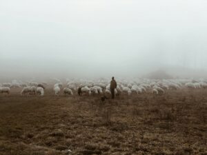 Schafe, Herde, Nebel