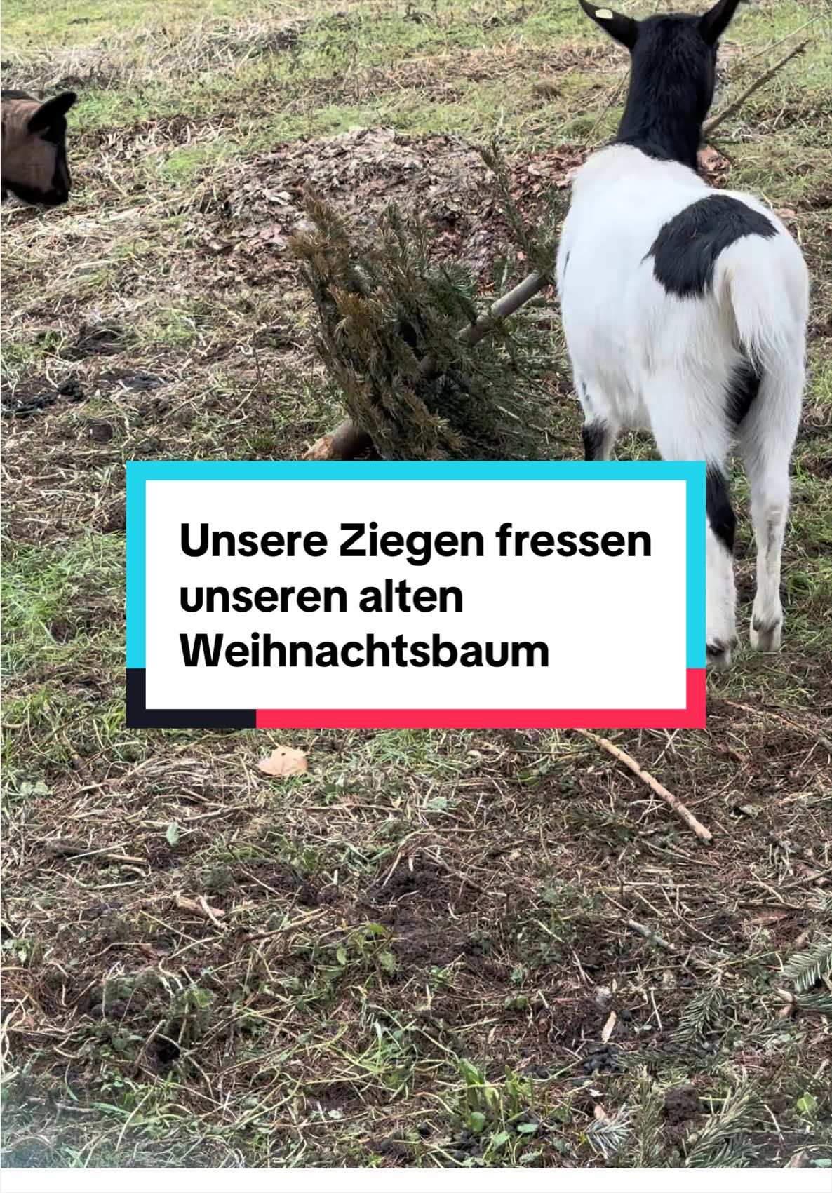 Ein Beitrag aus unserem TikTok Kanal. Veröffentlicht vor 5 Tagen