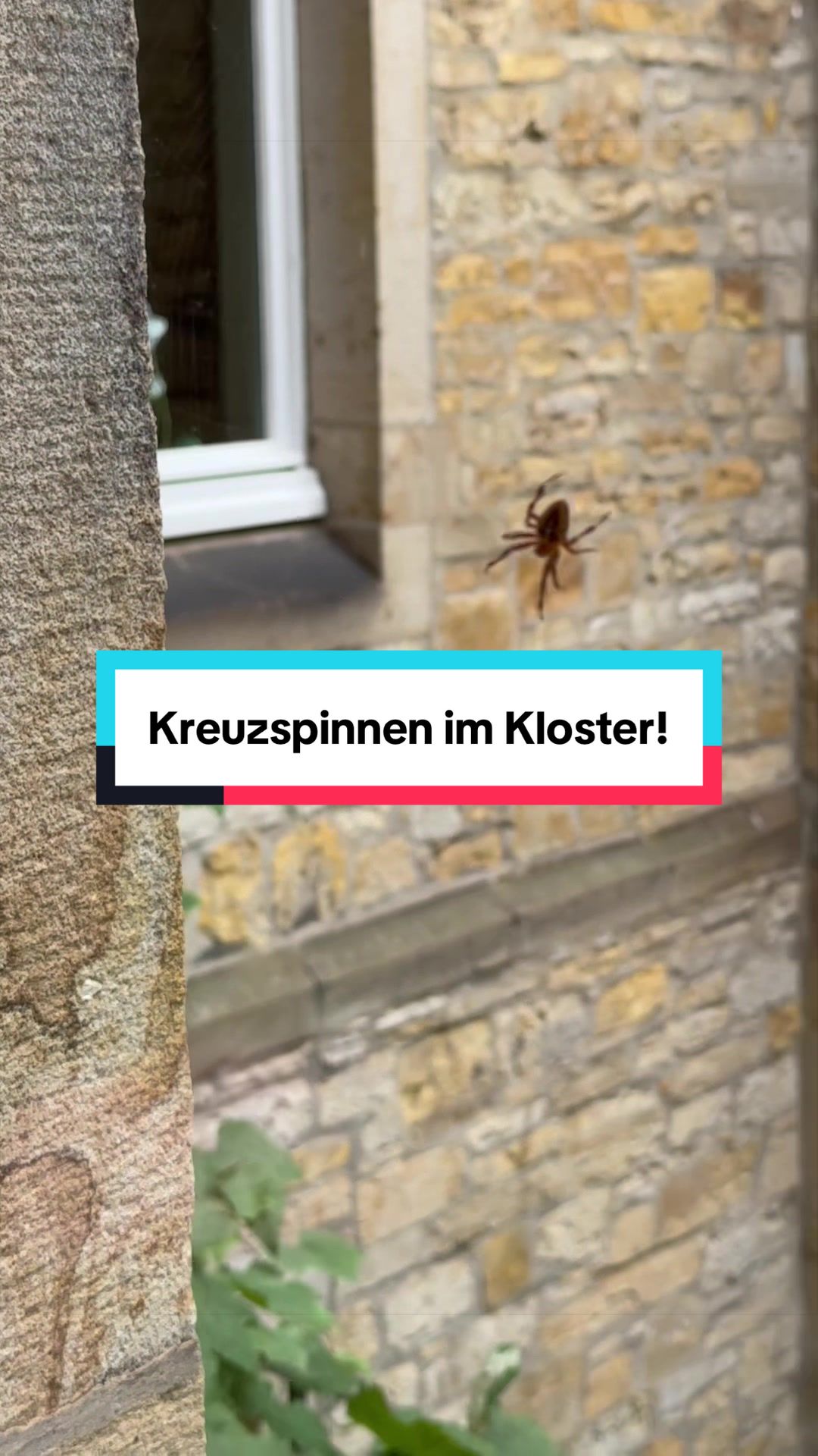 Ein Beitrag aus unserem TikTok Kanal. Veröffentlicht vor 20 Stunden